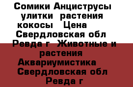 Сомики Анциструсы, улитки, растения, кокосы › Цена ­ 40 - Свердловская обл., Ревда г. Животные и растения » Аквариумистика   . Свердловская обл.,Ревда г.